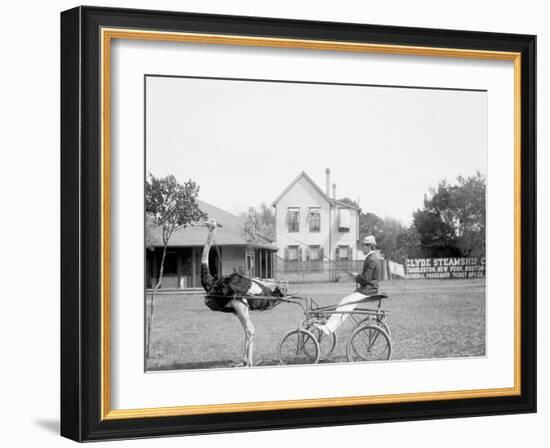 Oliver W., the Famous Trotting Ostrich, Florida Ostrich Farm, Jacksonville, Florida-null-Framed Photo