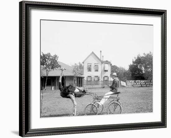 Oliver W., the Famous Trotting Ostrich, Florida Ostrich Farm, Jacksonville, Florida-null-Framed Photo
