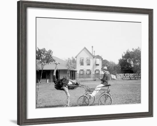 Oliver W., the Famous Trotting Ostrich, Florida Ostrich Farm, Jacksonville, Florida-null-Framed Photo