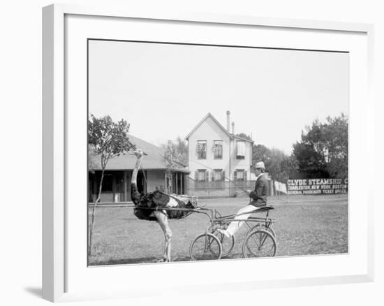 Oliver W., the Famous Trotting Ostrich, Florida Ostrich Farm, Jacksonville, Florida-null-Framed Photo