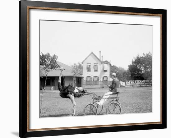 Oliver W., the Famous Trotting Ostrich, Florida Ostrich Farm, Jacksonville, Florida--Framed Photo