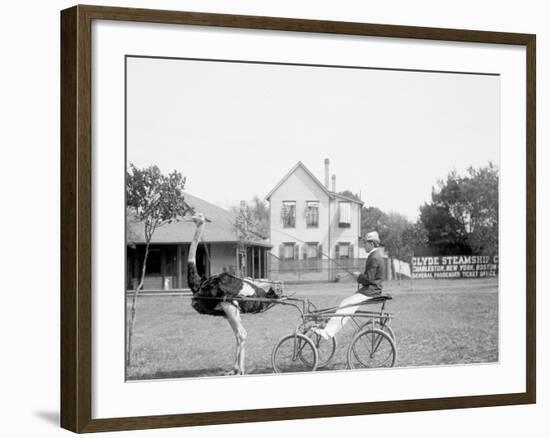 Oliver W., the Famous Trotting Ostrich, Florida Ostrich Farm, Jacksonville, Florida-null-Framed Photo