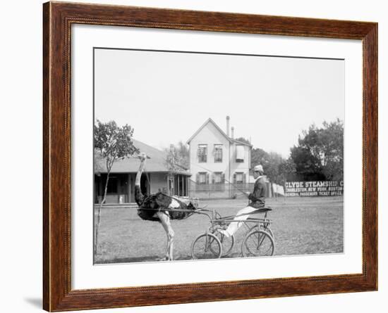 Oliver W., the Famous Trotting Ostrich, Florida Ostrich Farm, Jacksonville, Florida-null-Framed Photo