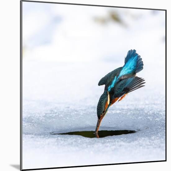 Photographic Print, , large