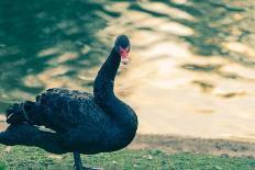 Black Swan Blue-OliverHuitson-Photographic Print