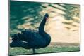 Photographic Print
