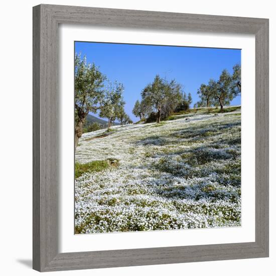 Olives Groves and Wild Flowers, Greece, Europe-Tony Gervis-Framed Photographic Print