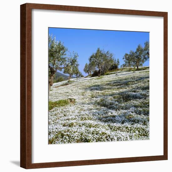 Olives Groves and Wild Flowers, Greece, Europe-Tony Gervis-Framed Photographic Print