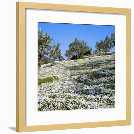 Olives Groves and Wild Flowers, Greece, Europe-Tony Gervis-Framed Photographic Print