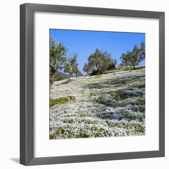 Olives Groves and Wild Flowers, Greece, Europe-Tony Gervis-Framed Photographic Print