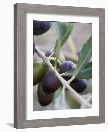 Olives on a Sprig-Rogge & Jankovic-Framed Photographic Print