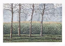 Birches and Corn Field-Oliviero Masi-Framed Collectable Print