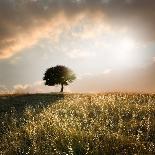 Solitary Oak Tree in the Sunset-ollirg-Mounted Photographic Print