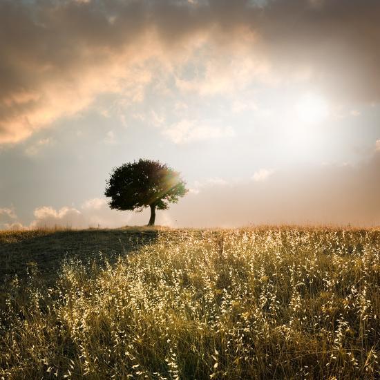 Photographic Print, , large
