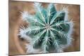 Photographic Print