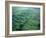 Olmec, Laguna de los Cerros, Mexico-Kenneth Garrett-Framed Photographic Print