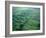 Olmec, Laguna de los Cerros, Mexico-Kenneth Garrett-Framed Photographic Print