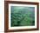 Olmec, Laguna de los Cerros, Mexico-Kenneth Garrett-Framed Photographic Print