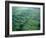 Olmec, Laguna de los Cerros, Mexico-Kenneth Garrett-Framed Photographic Print