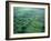 Olmec, Laguna de los Cerros, Mexico-Kenneth Garrett-Framed Photographic Print