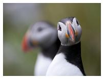 Posing Puffin-Olof Petterson-Framed Photographic Print
