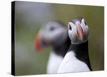 Posing Puffin-Olof Petterson-Framed Photographic Print