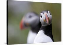 Posing Puffin-Olof Petterson-Framed Giclee Print