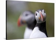 Posing Puffin-Olof Petterson-Stretched Canvas