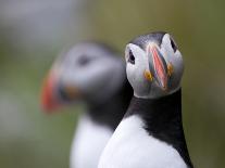 Posing Puffin-Olof Petterson-Stretched Canvas