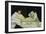 Olympia, c.1863-Edouard Manet-Framed Giclee Print