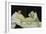 Olympia, c.1863-Edouard Manet-Framed Giclee Print