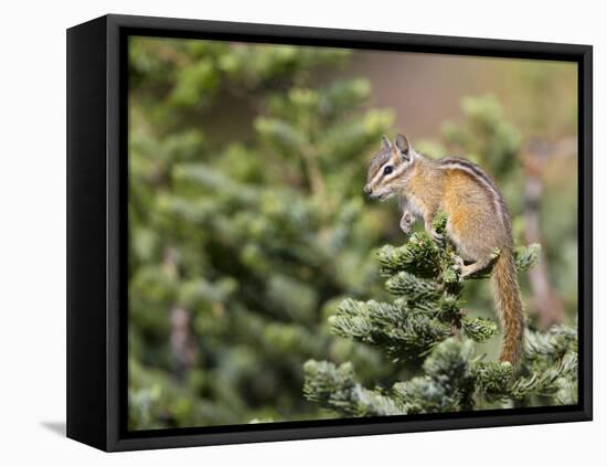 Olympic Chipmunk (Tamias Amoenus Caurinus) in Conifer, Washington, USA-Gary Luhm-Framed Premier Image Canvas