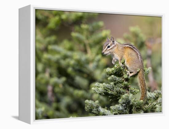 Olympic Chipmunk (Tamias Amoenus Caurinus) in Conifer, Washington, USA-Gary Luhm-Framed Premier Image Canvas