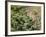 Olympic Chipmunk (Tamias Amoenus Caurinus) in Conifer, Washington, USA-Gary Luhm-Framed Photographic Print