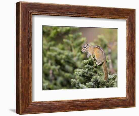 Olympic Chipmunk (Tamias Amoenus Caurinus) in Conifer, Washington, USA-Gary Luhm-Framed Photographic Print