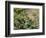 Olympic Chipmunk (Tamias Amoenus Caurinus) in Conifer, Washington, USA-Gary Luhm-Framed Photographic Print