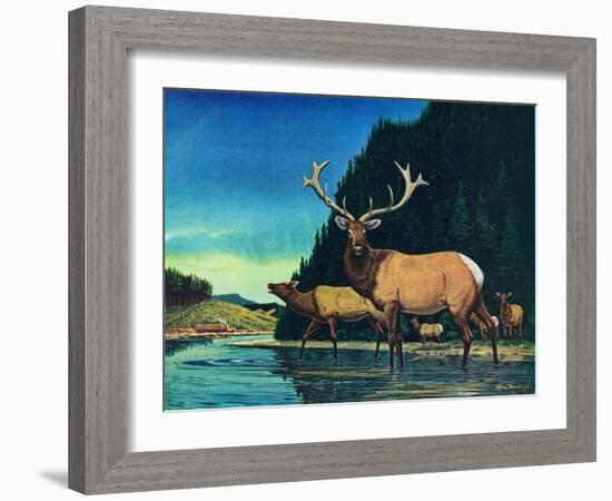 Olympic Elk-Bruce Bontrager-Framed Giclee Print