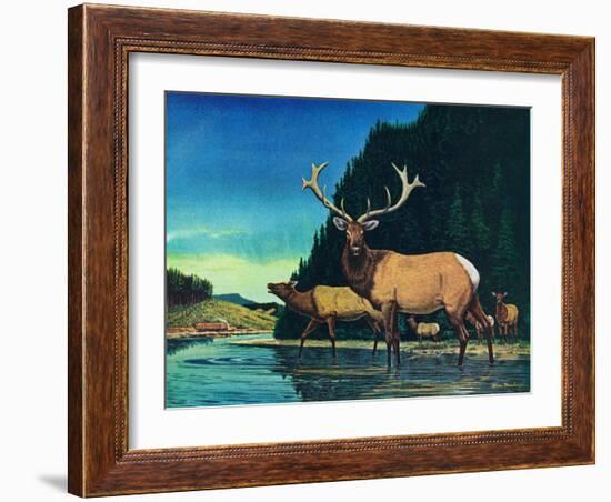 Olympic Elk-Bruce Bontrager-Framed Giclee Print