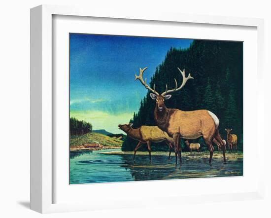 Olympic Elk-Bruce Bontrager-Framed Giclee Print