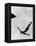 Olympic Games in Helsinki : Diving During Swimming Events July 29, 1952-null-Framed Stretched Canvas