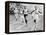 Olympic Games in Helsinki : Malvin Whitfield (USA) Winning the 800 Meters Race in 1 Minute 49 Sec-null-Framed Stretched Canvas
