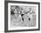 Olympic Games in Helsinki : Malvin Whitfield (USA) Winning the 800 Meters Race in 1 Minute 49 Sec-null-Framed Photo