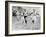 Olympic Games in Helsinki : Malvin Whitfield (USA) Winning the 800 Meters Race in 1 Minute 49 Sec-null-Framed Photo