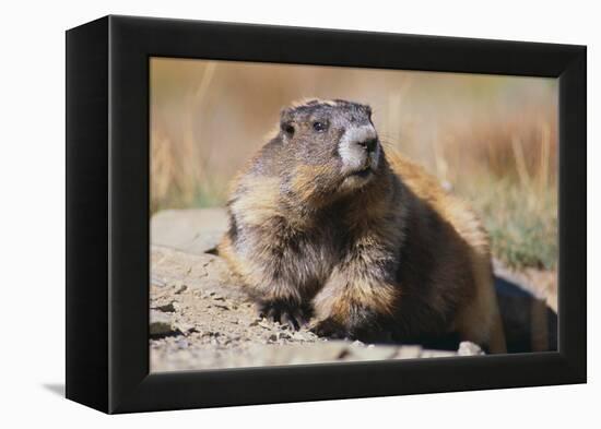 Olympic Marmot-DLILLC-Framed Premier Image Canvas