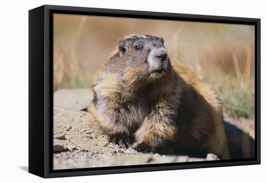 Olympic Marmot-DLILLC-Framed Premier Image Canvas