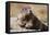 Olympic Marmot-DLILLC-Framed Premier Image Canvas