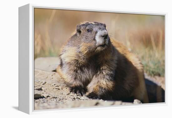 Olympic Marmot-DLILLC-Framed Premier Image Canvas