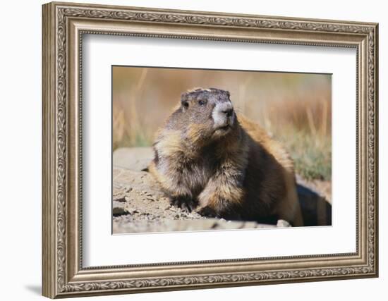 Olympic Marmot-DLILLC-Framed Photographic Print