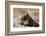 Olympic Marmot-DLILLC-Framed Photographic Print