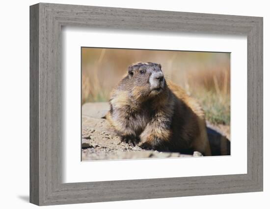 Olympic Marmot-DLILLC-Framed Photographic Print